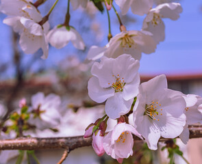 ソメイヨシノ桜3ー15