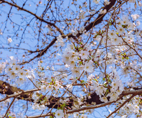 ソメイヨシノ桜3ー17