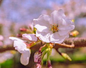 ソメイヨシノ桜3ー11