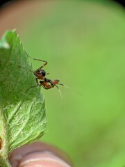 The image shows the orchid praying mantis (Creobroter gemmatus) in the nymph stage or the spotted praying mantis (Creobroter pictipennis)