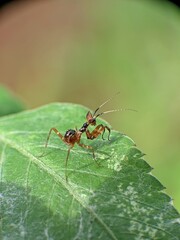 The image shows the orchid praying mantis (Creobroter gemmatus) in the nymph stage or the spotted praying mantis (Creobroter pictipennis)