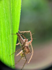 spider on a leaf