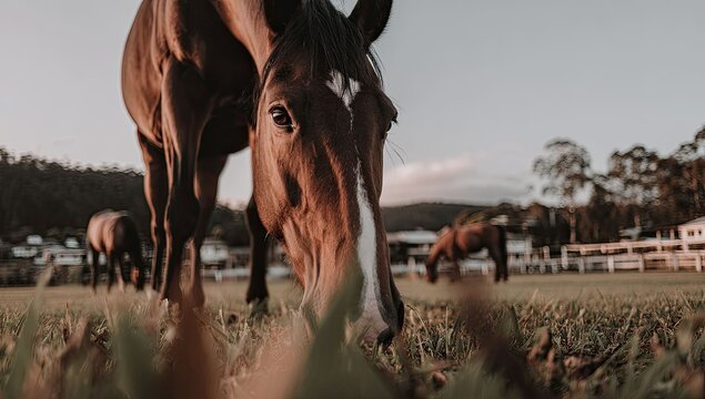 Close-up of a brown horse grazing in a sunny pasture