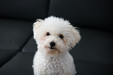 An adorable Apricot toy poodle sits upright on a black sofa, gazing directly at the camera with a curious and charming expression.