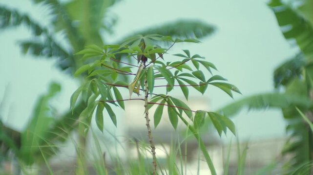 cassava tree with its green leaves, seen swaying in the wind