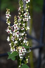 Verbascum flowers. Scrophulariaceae plants. Small flowers bloom densely on flower spikes that grow from large leaves.