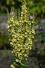Verbascum flowers. Scrophulariaceae plants. Small flowers bloom densely on flower spikes that grow from large leaves.