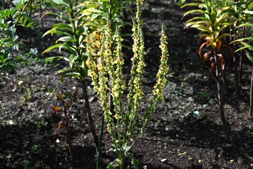 Verbascum flowers. Scrophulariaceae plants. Small flowers bloom densely on flower spikes that grow from large leaves.