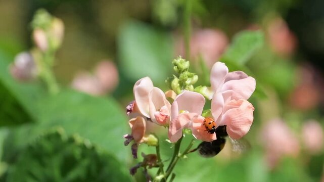 Ladybird bug beetle Coccinellidae feeding on and pollinating a runner bean vegetable flower with bumble bee visitor