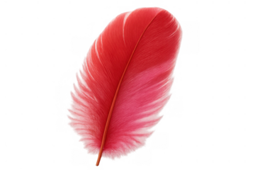Vibrant red bird feather, soft fluffy plumage, graceful light feel, elegant design element on transparent background