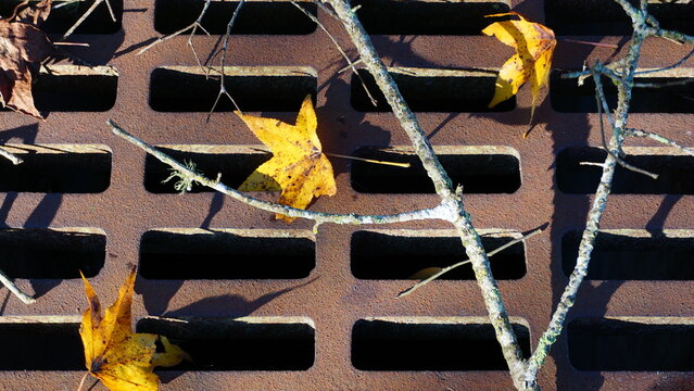 "Autumn Survival"Autumn hasn't vanished.
It adapts.
It endures.