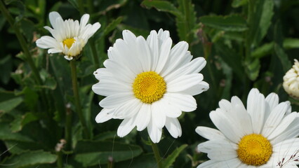 A classic Shasta daisy with bright white petals surrounding a vivid yellow center captured in a close-up shot, highlighting its simple, natural beauty in a garden setting