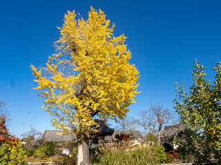 青空に映える黄金樹