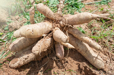 Cassava is an important economic crop. It can be used to make many different products.