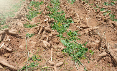 Cassava is an important economic crop. It can be used to make many different products.