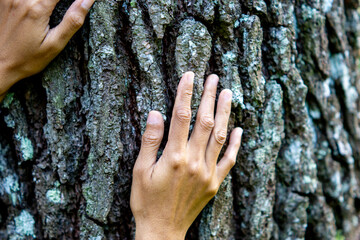 Hand touching tree. Bathing forest (Shinrin-yoku or mandi hutan) to reduce stress, blood pressure,...