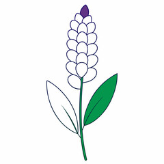 grape hyacinth white magic lie art on white background