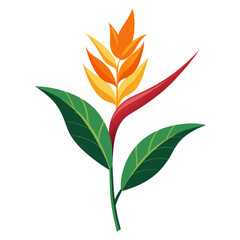 heliconia bourgaeana on white background