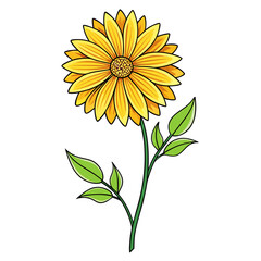 gaillardia-gallo yellow line art on white backgound