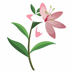 gaura lindheimer vector illustration isolated