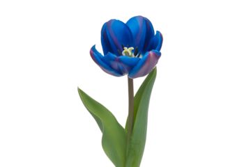 Single blue tulip flower isolated on transparent background
