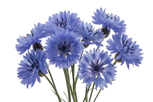 Bouquet of blue cornflowers isolated on transparent background