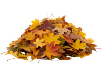 Pile of colorful autumn leaves isolated on transparent background