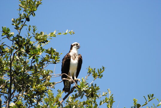 osprey perched