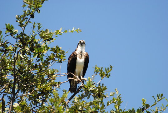 osprey in a tree