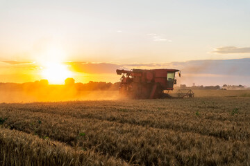 Naklejka premium The combine is harvesting the wheat in the evening