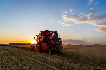 Obraz premium The combine is harvesting the wheat in the evening
