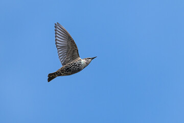 European starling in flight against a blue sky.