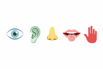 vector illustration of the five human senses with a white background 