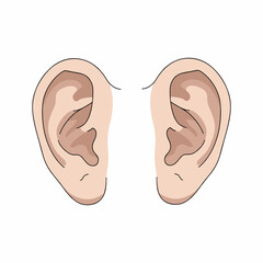 vector illustration of an ear with a white background 