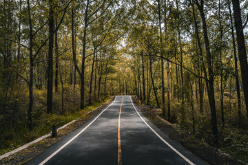 Asphalt road or highway with road markings in the middle of the forest
