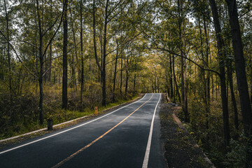 Paved road in the middle of a lush and cool green forest