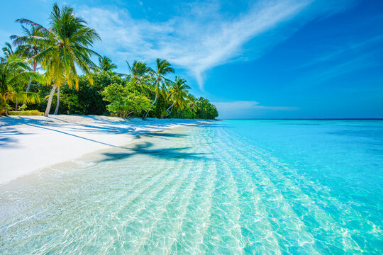 Tranquil closeup calm sea water waves with palm trees. Beautiful Panorama. Tropical island beach landscape exotic shore coast. Summer vacation, holiday amazing nature. Relax paradise, Maldives.