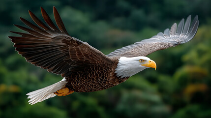 Obraz premium bald eagle in flight