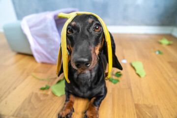 Adorable dachshund humorously wears a banana peel hat, surrounded by playful chaos on a wooden floor with green leaves and a laundry basket.
