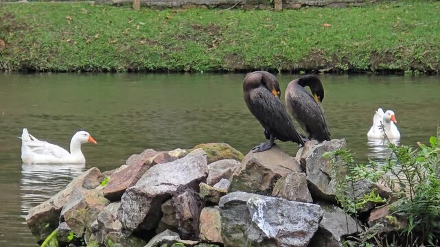 4K video of waterfowl families by the lake, with two ducks grooming on rocks and others swimming under warm sunlight, captured in natural motion at 60fps.