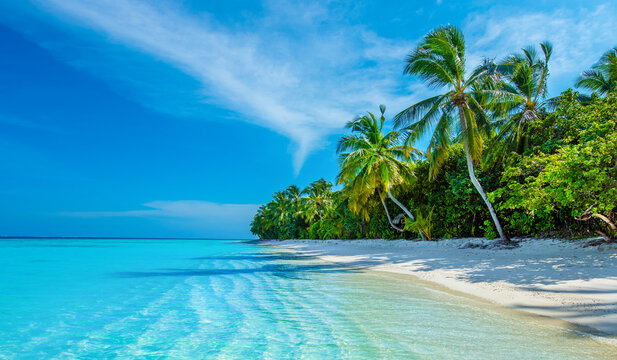 Tranquil closeup calm sea water waves with palm trees. Beautiful Panorama. Tropical island beach landscape exotic shore coast. Summer vacation, holiday amazing nature. Relax paradise, Maldives. - Powered by Adobe