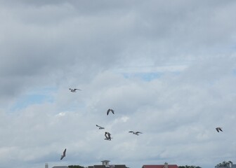 birds in the sky