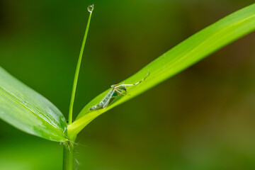 Macro Shot of a Small Pale Green Midge Resting on a Bright Grass Leaf