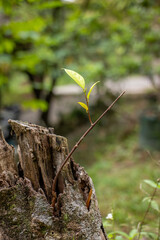 New Bright Green Sprout Growing Out of a Dead Tree Stump - Concept of Renewal