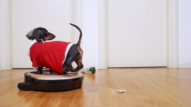 A naughty dachshund puppy rides a modern robotic vacuum cleaner across the apartment floor. The cleaning dog cleans the floor of dirt and dust while doing all the housework.