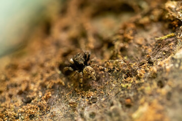 Small Brown Spider on Tree Bark Macro Closeup