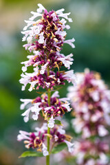 Vertical Macro of Purple and White Flowering Stalk
