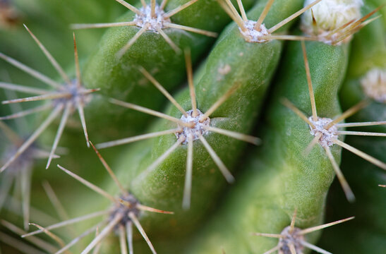 cactus close up