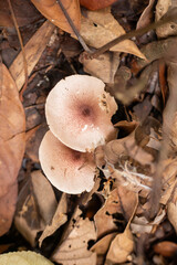 Two Wild Pinkish-Brown Mushrooms Growing on Forest Floor Litter and Dry Leaves