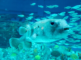fish in aquarium
